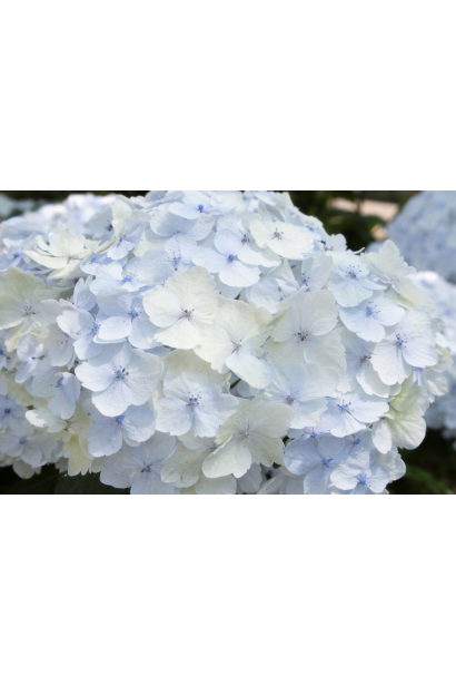 Hydrangea macrophylla Mme Em. Mouillere